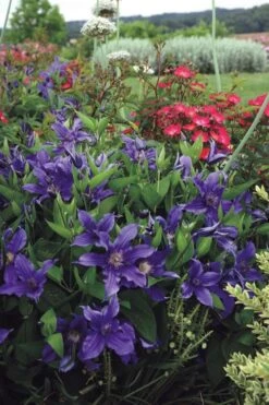 Sapphire Indigo Clematis - 1 Gallon Pot -SHRUBS and BUSHES Shop clematis sapphire indigo 6