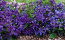 Sapphire Indigo Clematis - 1 Gallon Pot -SHRUBS and BUSHES Shop clematis sapphire indigo 7
