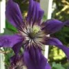 Sapphire Indigo Clematis - 1 Gallon Pot -SHRUBS and BUSHES Shop clematis sapphire indigo 9