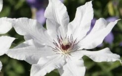 Snow Queen Clematis - 1 Gallon Pot -SHRUBS and BUSHES Shop clematis snow queen 3