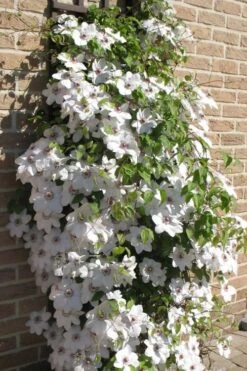 Snow Queen Clematis - 1 Gallon Pot -SHRUBS and BUSHES Shop clematis snow queen 4
