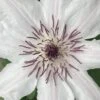 Snow Queen Clematis - 1 Gallon Pot -SHRUBS and BUSHES Shop clematis snow queen 6
