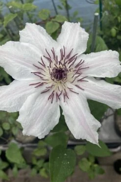 Snow Queen Clematis - 1 Gallon Pot -SHRUBS and BUSHES Shop clematis snow queen 7