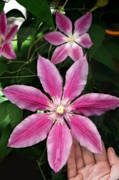 Sugar Candy Clematis - 1 Gallon Pot -SHRUBS and BUSHES Shop clematis sugar candy 3