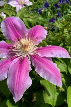 Sugar Candy Clematis - 1 Gallon Pot -SHRUBS and BUSHES Shop clematis sugar candy 4