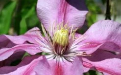 Sugar Candy Clematis - 1 Gallon Pot -SHRUBS and BUSHES Shop clematis sugar candy 5