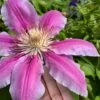 Sugar Candy Clematis - 1 Gallon Pot -SHRUBS and BUSHES Shop clematis sugar candy 6