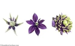 Taiga Clematis - 3 Gallon Pot -SHRUBS and BUSHES Shop clematis taiga 24