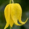 Tangutica Yellow Clematis - 1 Gallon Pot -SHRUBS and BUSHES Shop clematis tanguitica 6