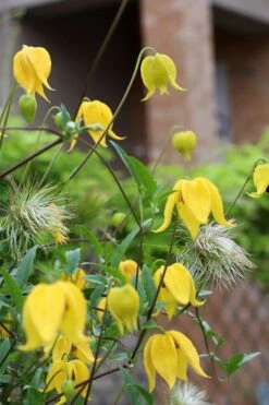 Tangutica Yellow Clematis - 1 Gallon Pot 19 Tangutica Yellow Clematis - 1 Gallon Pot -SHRUBS and BUSHES Shop clematis tangutica 1