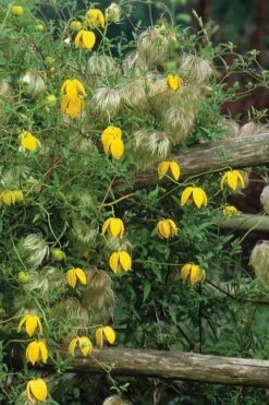 Tangutica Yellow Clematis - 1 Gallon Pot 16 Tangutica Yellow Clematis - 1 Gallon Pot -SHRUBS and BUSHES Shop clematis tangutica 4