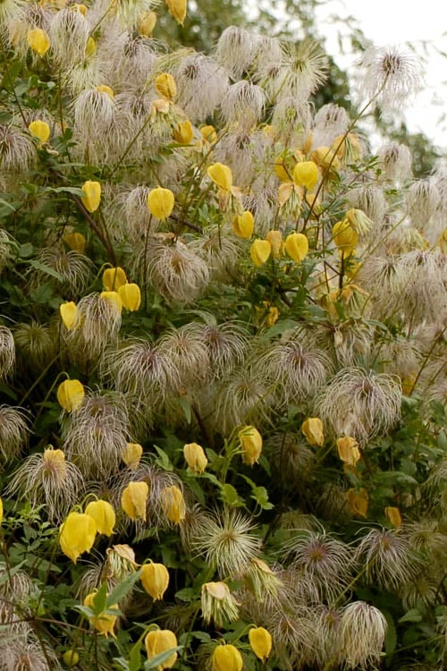 Tangutica Yellow Clematis - 1 Gallon Pot 7 Tangutica Yellow Clematis - 1 Gallon Pot - Image 5