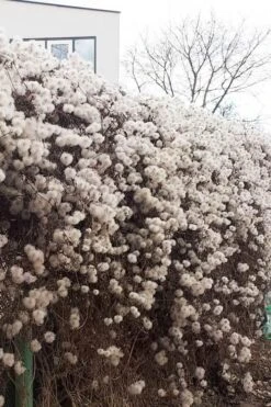 Tangutica Yellow Clematis - 1 Gallon Pot 18 Tangutica Yellow Clematis - 1 Gallon Pot -SHRUBS and BUSHES Shop clematis tangutica seedheads winter