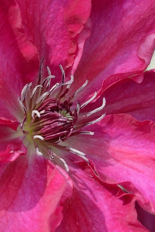 Garland Tekla Clematis - 1 Gallon Pot 6 Garland Tekla Clematis - 1 Gallon Pot - Image 4