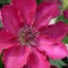 Garland Tekla Clematis - 1 Gallon Pot -SHRUBS and BUSHES Shop clematis tekla 2