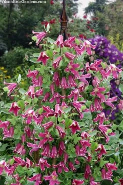 Etioile Rose Clematis - 1 Gallon Pot 13 Etioile Rose Clematis - 1 Gallon Pot -SHRUBS and BUSHES Shop clematis texensis etoile rose 4