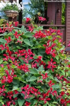 Gravetye Beauty Clematis - 1 Gallon Pot -SHRUBS and BUSHES Shop clematis texensis gravetye beauty 10