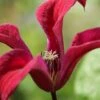 Gravetye Beauty Clematis - 1 Gallon Pot -SHRUBS and BUSHES Shop clematis texensis gravetye beauty 2