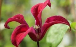 Gravetye Beauty Clematis - 1 Gallon Pot -SHRUBS and BUSHES Shop clematis texensis gravetye beauty 4