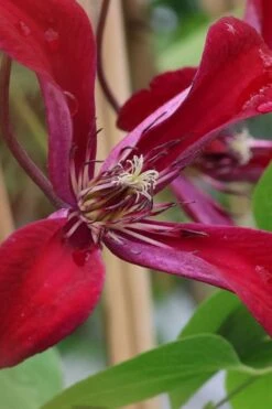 Gravetye Beauty Clematis - 1 Gallon Pot -SHRUBS and BUSHES Shop clematis texensis gravetye beauty 6