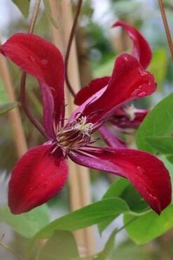 Gravetye Beauty Clematis - 1 Gallon Pot -SHRUBS and BUSHES Shop clematis texensis gravetye beauty 7