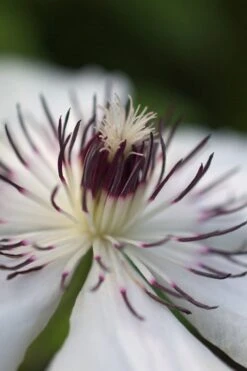 The Countess Of Wessex Clematis - 1 Gallon Pot -SHRUBS and BUSHES Shop clematis the countess of wessex 4