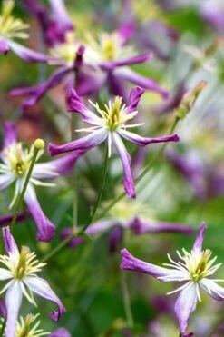 Rubromarginata Fragrant Clematis - 1 Gallon Pot -SHRUBS and BUSHES Shop clematis triternata rubromarginata 1