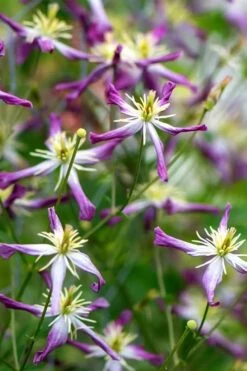 Rubromarginata Fragrant Clematis - 1 Gallon Pot -SHRUBS and BUSHES Shop clematis triternata rubromarginata 2