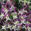 Rubromarginata Fragrant Clematis - 1 Gallon Pot -SHRUBS and BUSHES Shop clematis triternata rubromarginata 4