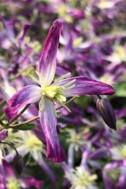 Rubromarginata Fragrant Clematis - 1 Gallon Pot -SHRUBS and BUSHES Shop clematis triternata rubromarginata 5