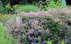 Rubromarginata Fragrant Clematis - 1 Gallon Pot -SHRUBS and BUSHES Shop clematis triternata rubromarginata 6