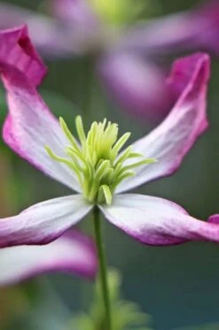 Rubromarginata Fragrant Clematis - 1 Gallon Pot -SHRUBS and BUSHES Shop clematis triternata rubromarginata 7