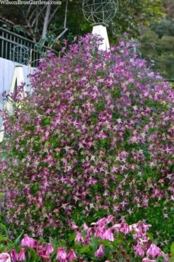 Rubromarginata Fragrant Clematis - 1 Gallon Pot -SHRUBS and BUSHES Shop clematis triternata rubromarginata 8