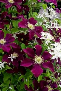 Warsaw Nike Clematis - 1 Gallon Pot -SHRUBS and BUSHES Shop clematis warsaw nike 11