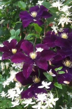 Warsaw Nike Clematis - 1 Gallon Pot -SHRUBS and BUSHES Shop clematis warsaw nike 12