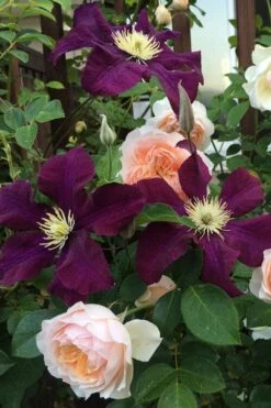 Warsaw Nike Clematis - 1 Gallon Pot -SHRUBS and BUSHES Shop clematis warsaw nike 13