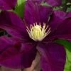 Warsaw Nike Clematis - 1 Gallon Pot -SHRUBS and BUSHES Shop clematis warsaw nike 15