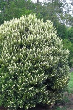 Summersweet Clethra (Sweet Pepperbush) - 1 Gallon Pot -SHRUBS and BUSHES Shop clethra alnifolia summersweet sweet pepper bush 3