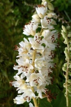 Summersweet Clethra (Sweet Pepperbush) - 1 Gallon Pot -SHRUBS and BUSHES Shop clethra alnifolia summersweet sweet pepper bush 6