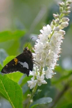 Summersweet Clethra (Sweet Pepperbush) - 1 Gallon Pot -SHRUBS and BUSHES Shop clethra alnifolia summersweet sweet pepper bush 7