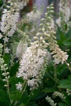 Summersweet Clethra (Sweet Pepperbush) - 1 Gallon Pot -SHRUBS and BUSHES Shop clethra alnifolia summersweet sweet pepper bush 8
