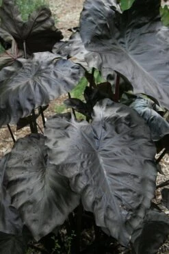 Royal Hawaiian Black Coral Elephant Ear (Colocasia) - 1 Gallon Pot -SHRUBS and BUSHES Shop colocasia esculenta black coral elephant ear 4