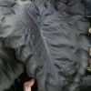 Royal Hawaiian Black Coral Elephant Ear (Colocasia) - 1 Gallon Pot -SHRUBS and BUSHES Shop colocasia esculenta black coral elephant ear 5