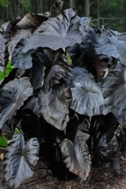 Royal Hawaiian Black Coral Elephant Ear (Colocasia) - 1 Gallon Pot -SHRUBS and BUSHES Shop colocasia esculenta black coral elephant ear 6