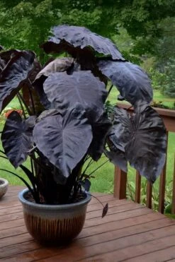 Royal Hawaiian Black Coral Elephant Ear (Colocasia) - 1 Gallon Pot -SHRUBS and BUSHES Shop colocasia esculenta black coral elephant ear 7