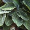 Maximus Gigante Hardy Elephant Ear (Colocasia) - 5 Gallon Pot -SHRUBS and BUSHES Shop colocasia maximus gigante elephant ears 1