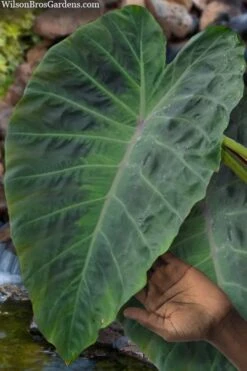 Maximus Gigante Hardy Elephant Ear (Colocasia) - 5 Gallon Pot -SHRUBS and BUSHES Shop colocasia maximus gigante elephant ears 3