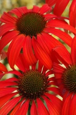 Tomato Soup Coneflower (Echinacea) - 1 Gallon Pot -SHRUBS and BUSHES Shop coneflower tomato soup 500x750 1