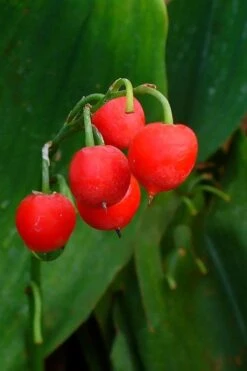 Lily Of The Valley (Convallaria Majalis) - 5 Pack Quart Pots -SHRUBS and BUSHES Shop convallaria majalis bordeaux lily of the valley 2