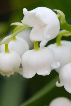 Lily Of The Valley (Convallaria Majalis) - 5 Pack Quart Pots -SHRUBS and BUSHES Shop convallaria majalis lily of the valley 12